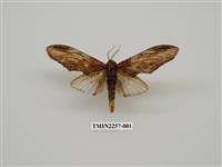 藏品(話筒舟蛾)的圖片